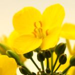 Individuelle Wegbegleitung - Körperpsychotherapie, Massage und Klänge