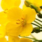 Körper-Psychotherapie - Individuelle Wegbegleitung