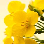 Hochsensibilität - Individuelle Wegbegleitung für hochsensible Menschen