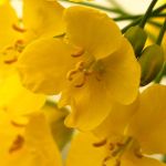 Preise (€) für Körperpsychotherapie, Massage und Klangmassage