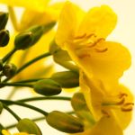 Kontakt, Adresse, Telefon für Körperpsychoherapie, Massage und Klänge 