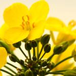 Links zu Körperpsychotherapie, Massage und Klangmassage